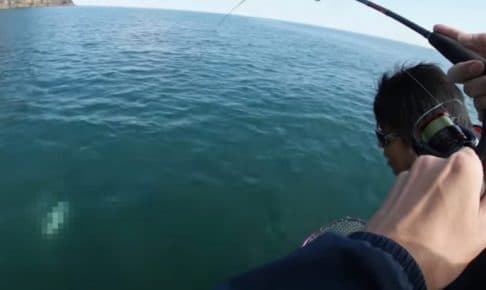 アオリイカ釣り中に大ハプニング お魚ジャパン ネット最大級の釣りデータ